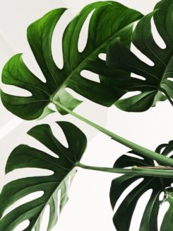 Urban Jungle - Wie nachhaltig ist der Pflanzenhype?