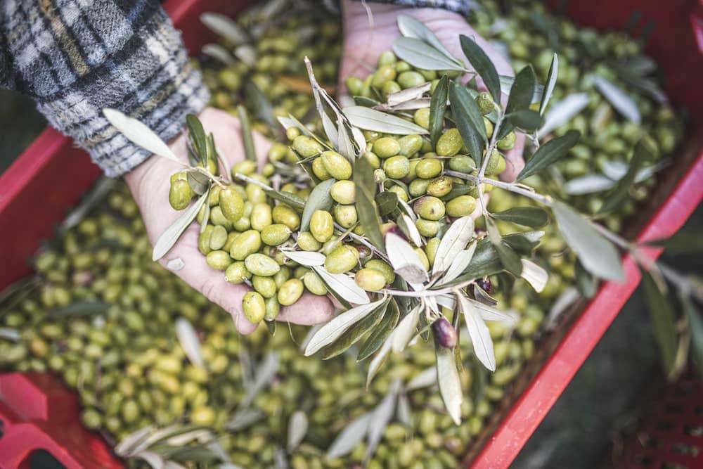 Oliven vom Gardasee