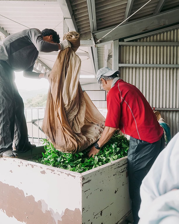 Matcha Produktion Japan